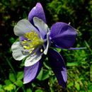 Columbine